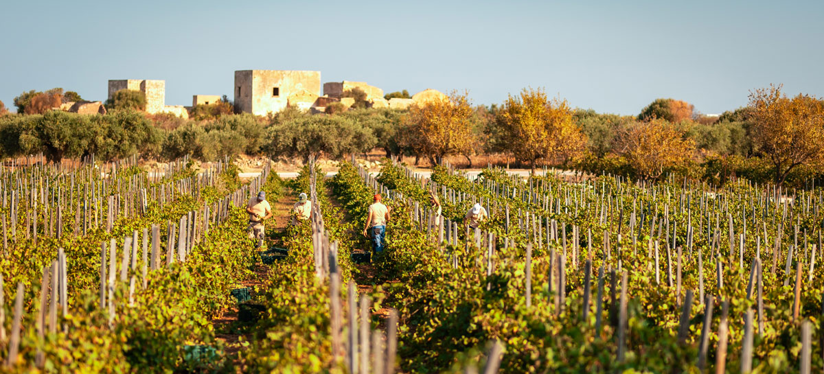 tenuta-baglio-donnafranca-territorio-orizz